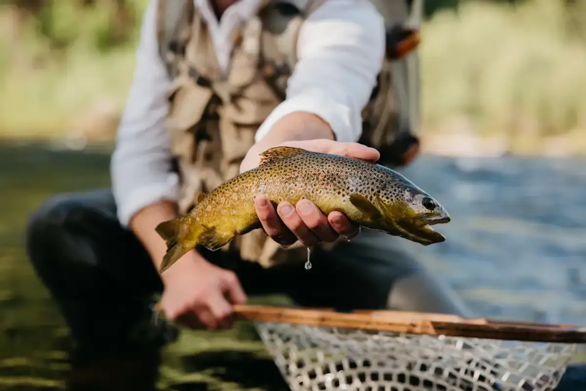 An angler in a fishing vest kneels by a stream and holds a brown trout over a landing net