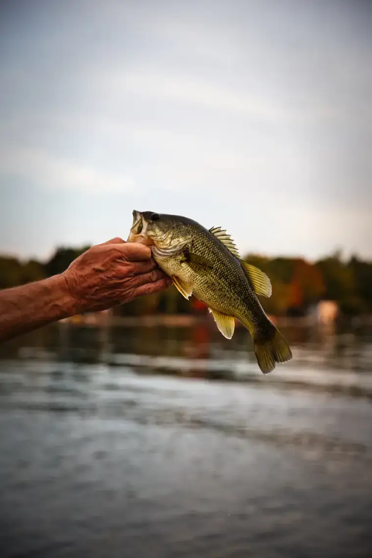 A hand holds up a largemouth bass over calm water, autumn trees on the far shore