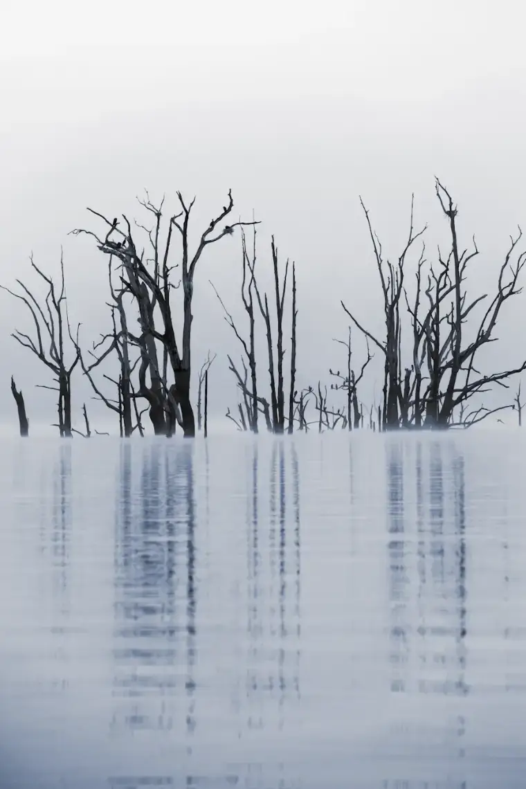 Bare trees standing in pale, still backwater on a grey winter morning