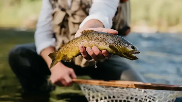 An angler in a fishing vest holds a brown trout over a landing net