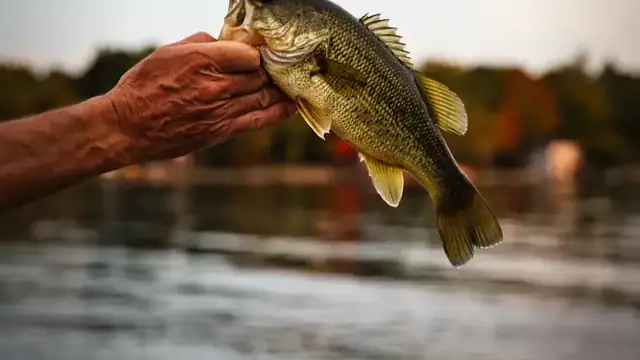 A hand holds up a largemouth bass over calm water