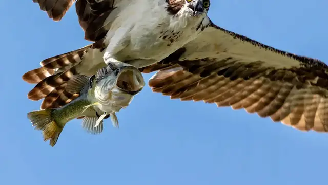 An osprey flying overhead with a fish in its talons