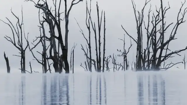 Bare trees standing in pale, still water on a grey winter morning